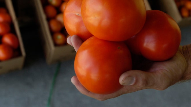 tomato farmers.jpg